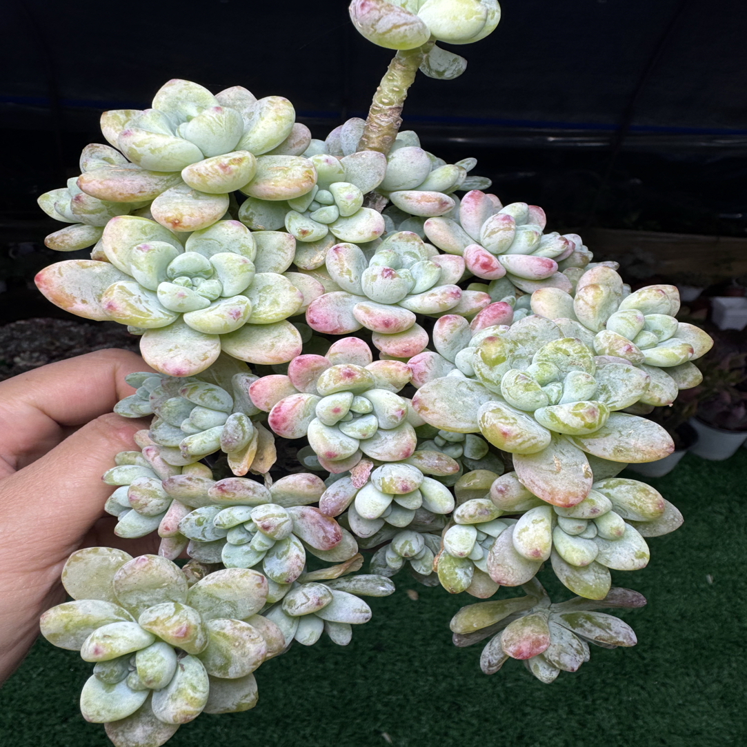 香水劳尔满15包邮