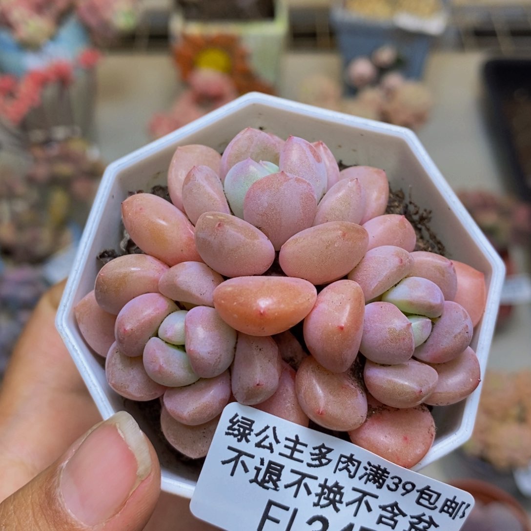 347粉桃花多肉5c m