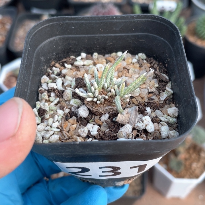 231韧锦块根植物