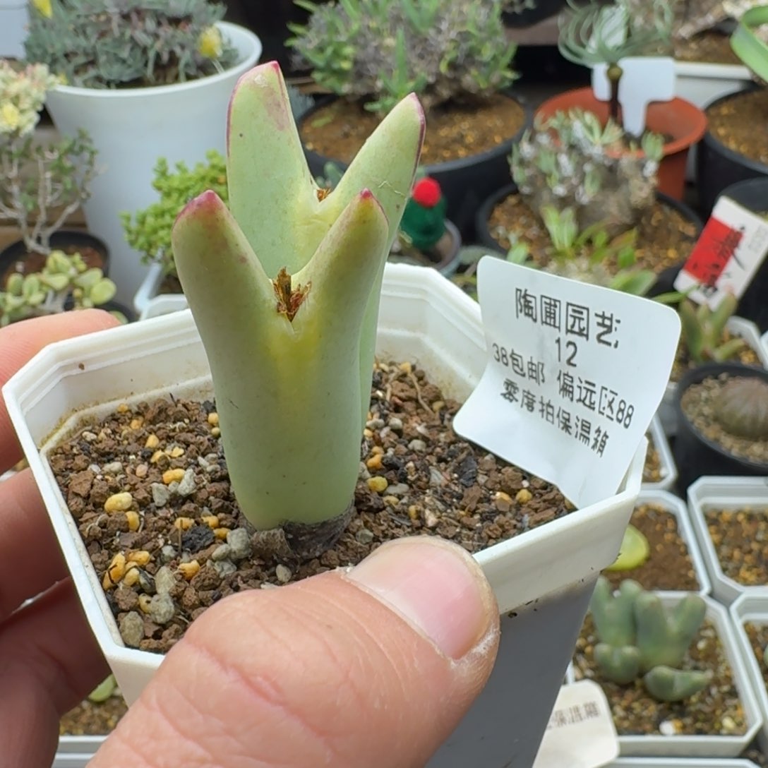 12号皮卡丘多肉。