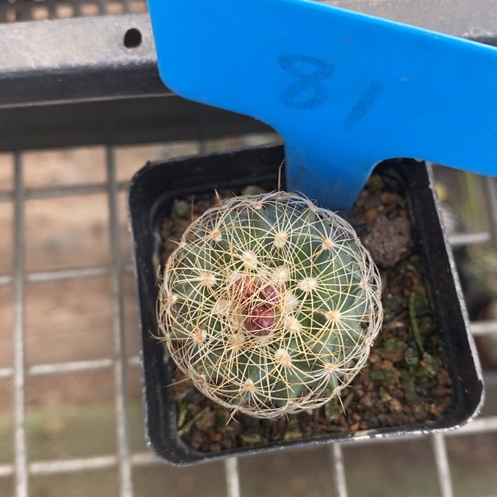 伯克利和他的朋友在一起的