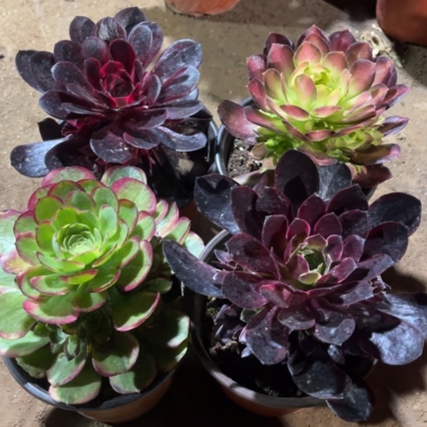 193多肉植物组合