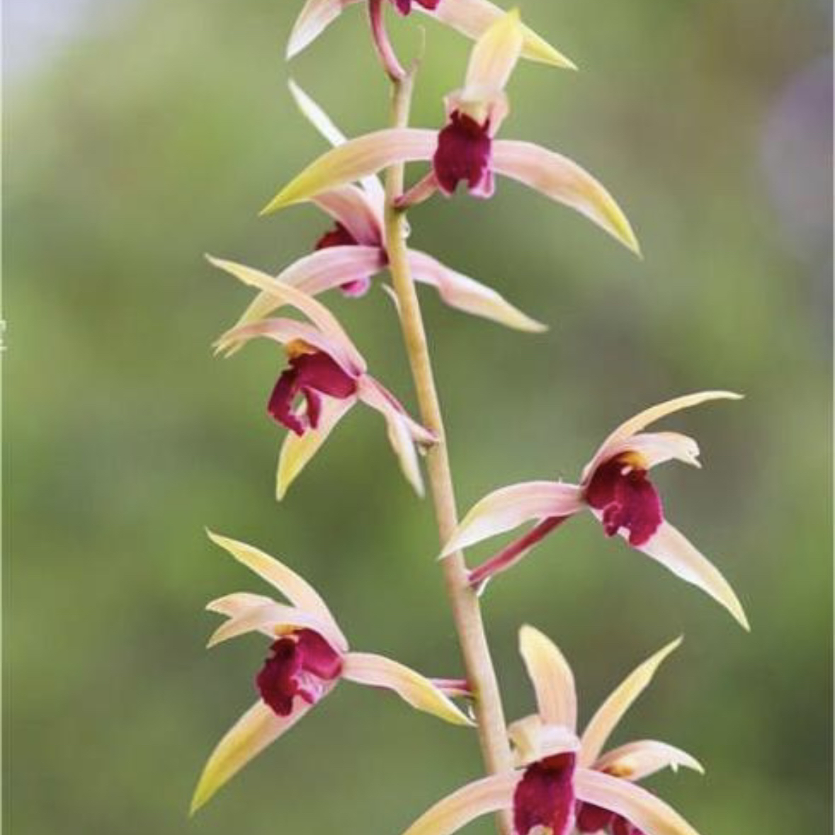 【里山红】惠兰名品 老种2苗 高端兰花 花开浓香