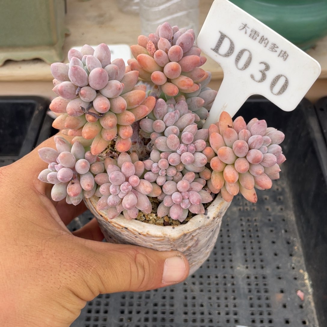 030婴儿手指不带盆12厘米