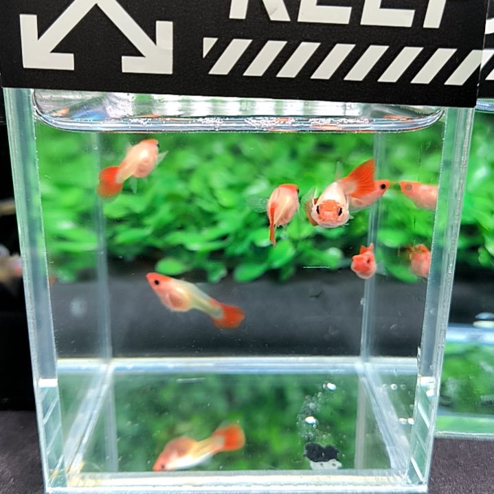 孔雀鱼红头玻璃猫两公四母带胎。