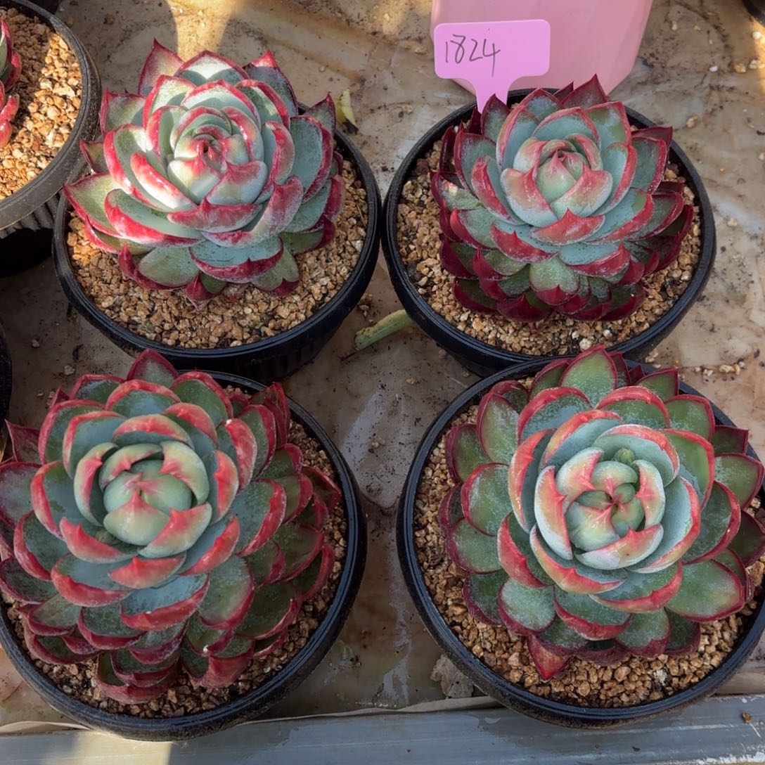 惊鸿仙子好看1824号