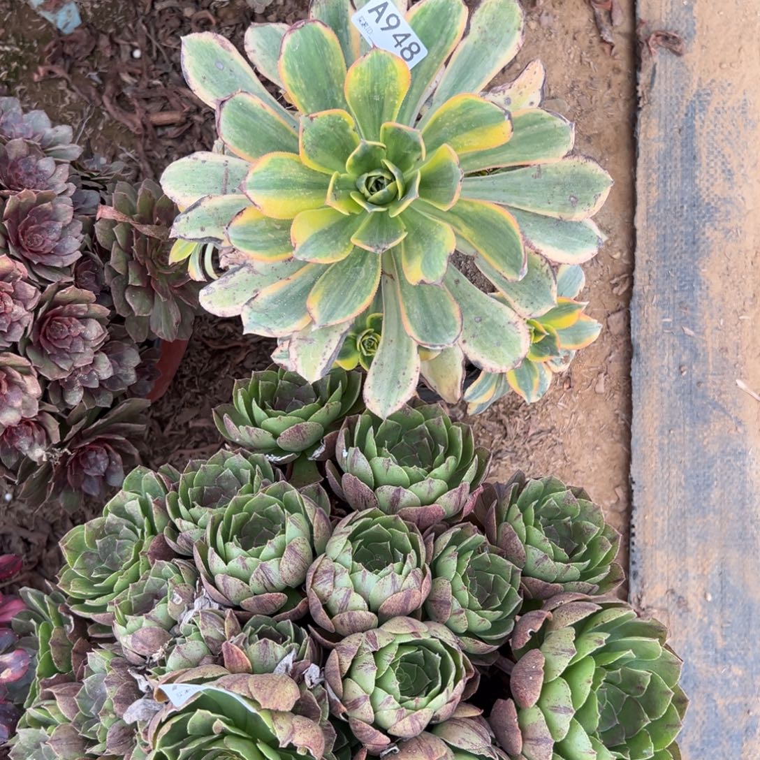 用***1948灿烂多肉植物法师多肉