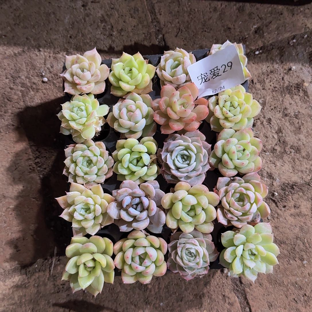 直播福利一物一拍29