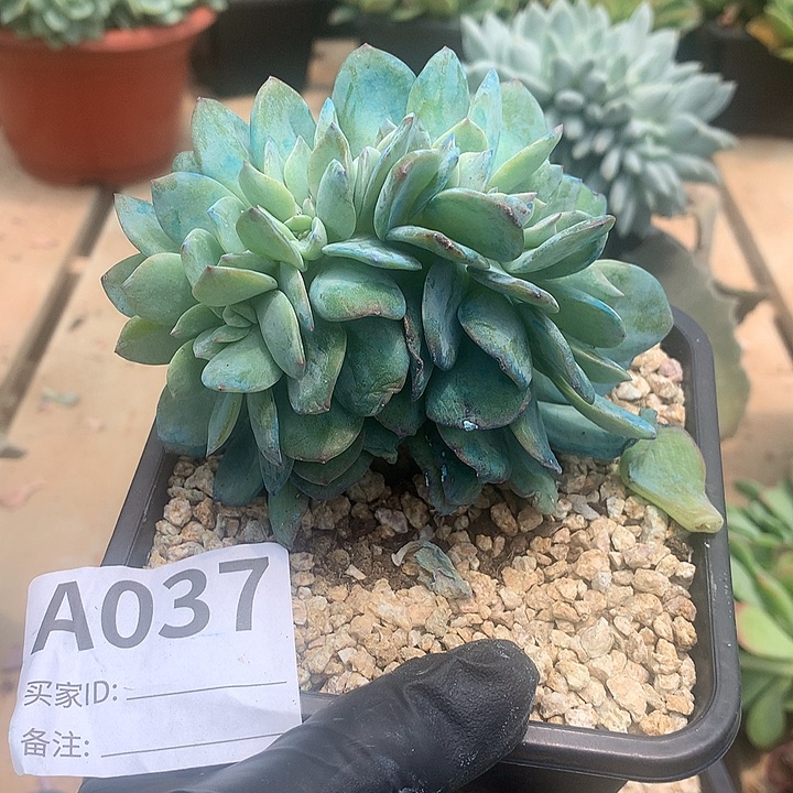 璐璐多肉一物一拍