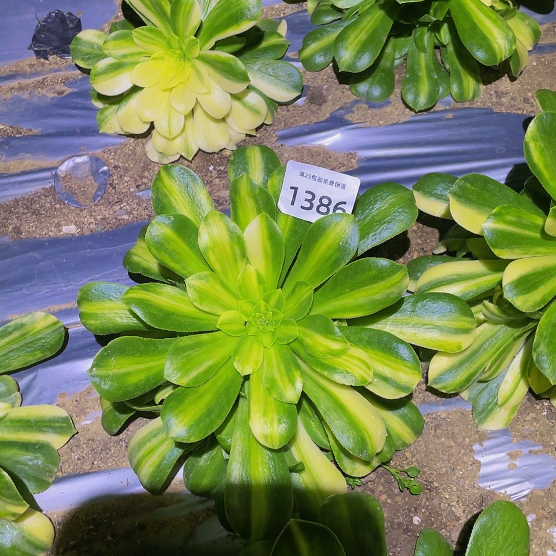 1386五彩琉璃多肉植物