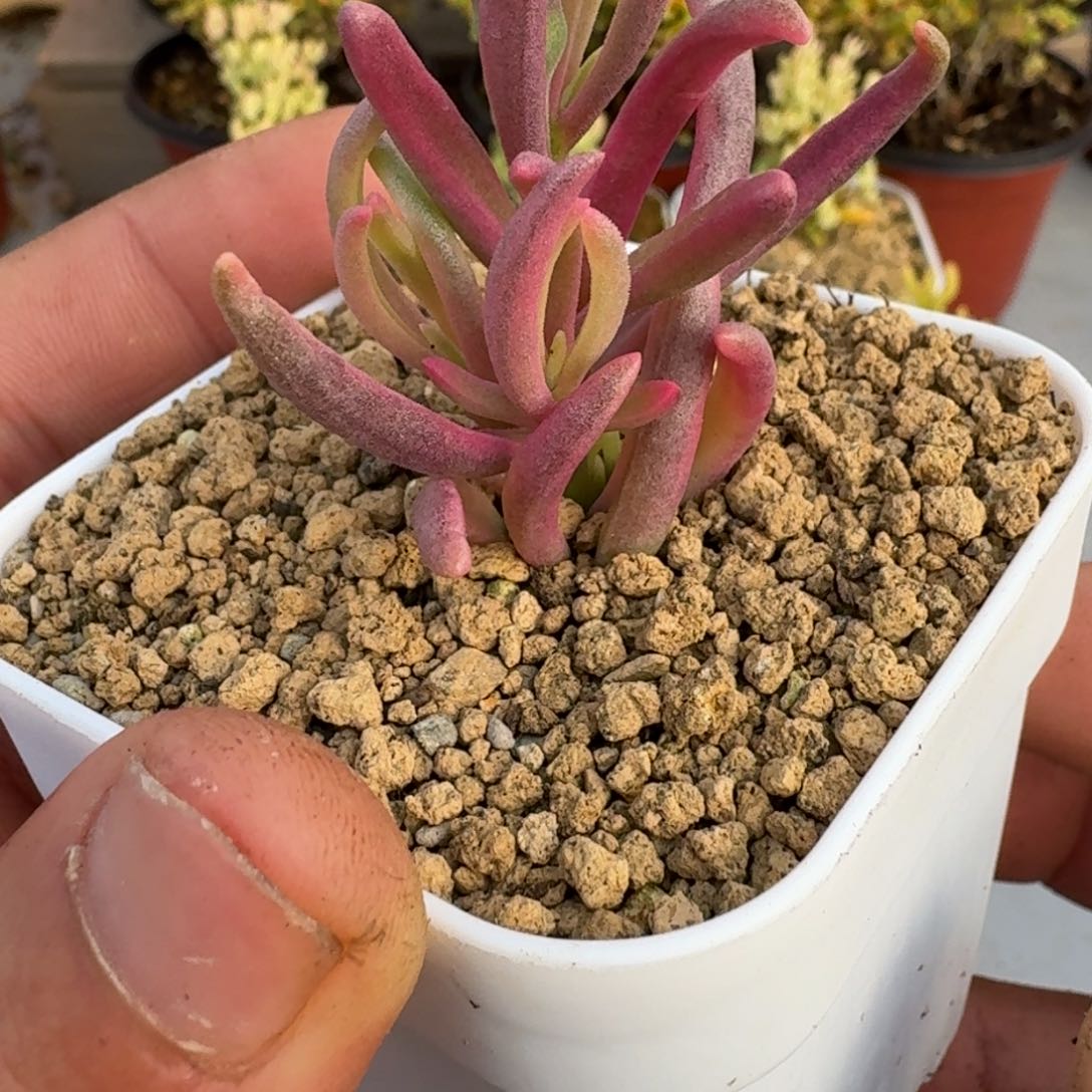 冰花锦 多肉植物枝干