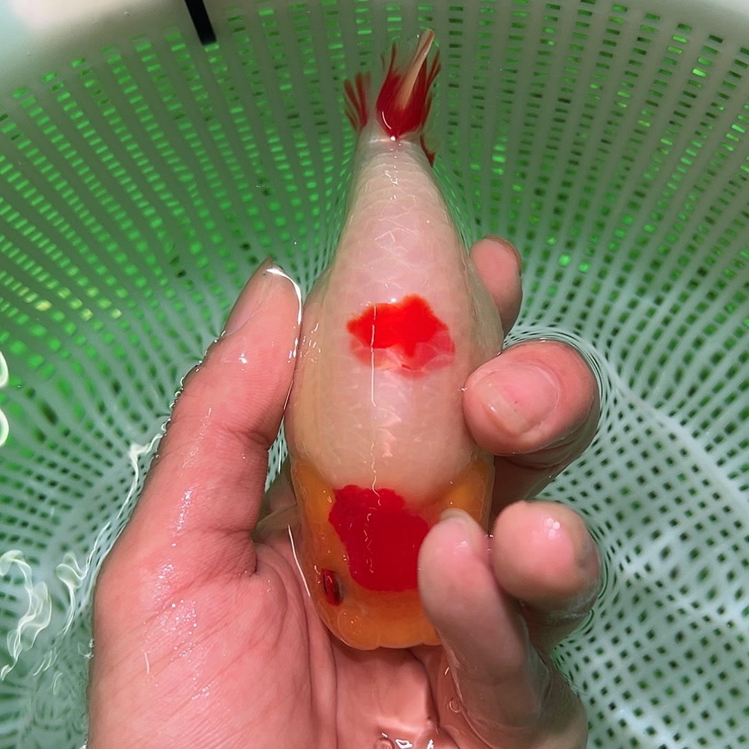 金鱼金鱼福利多多期待