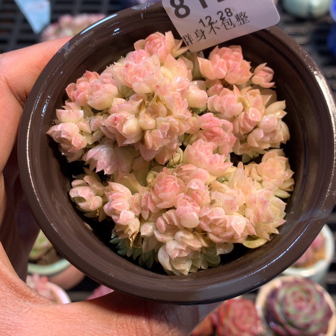 精控拇指盆12.28812