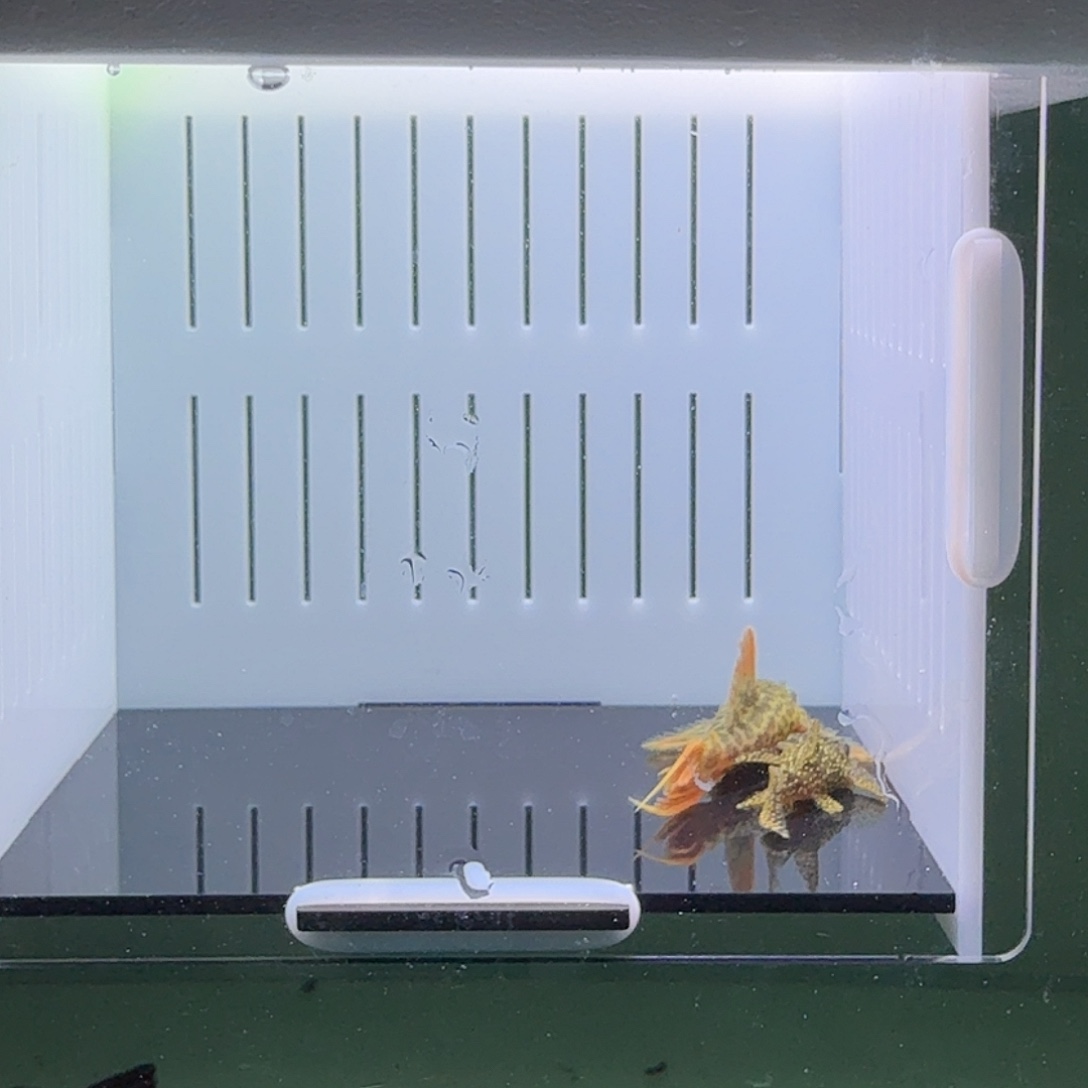 清道夫鱼58号组合