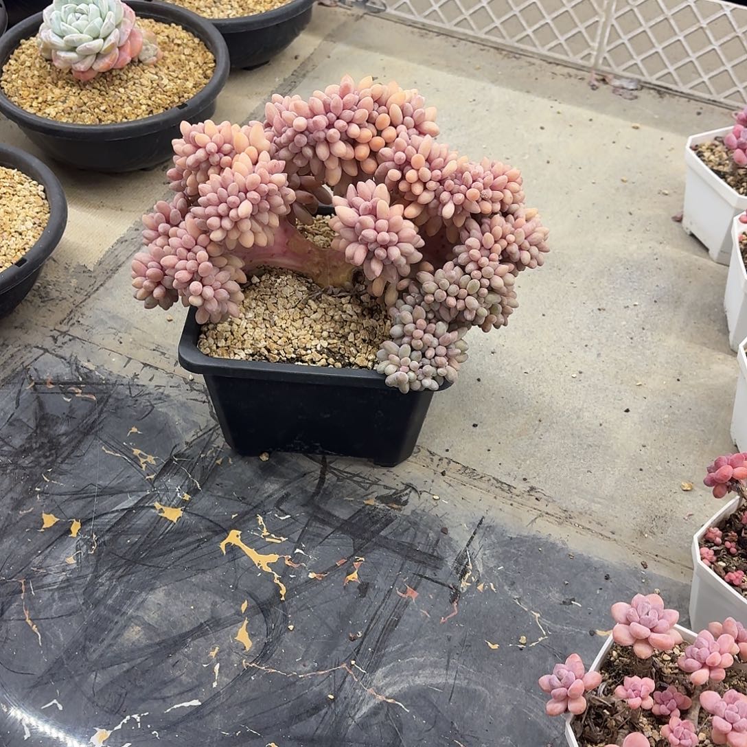 月***语03.005汤圆缀化➕运费