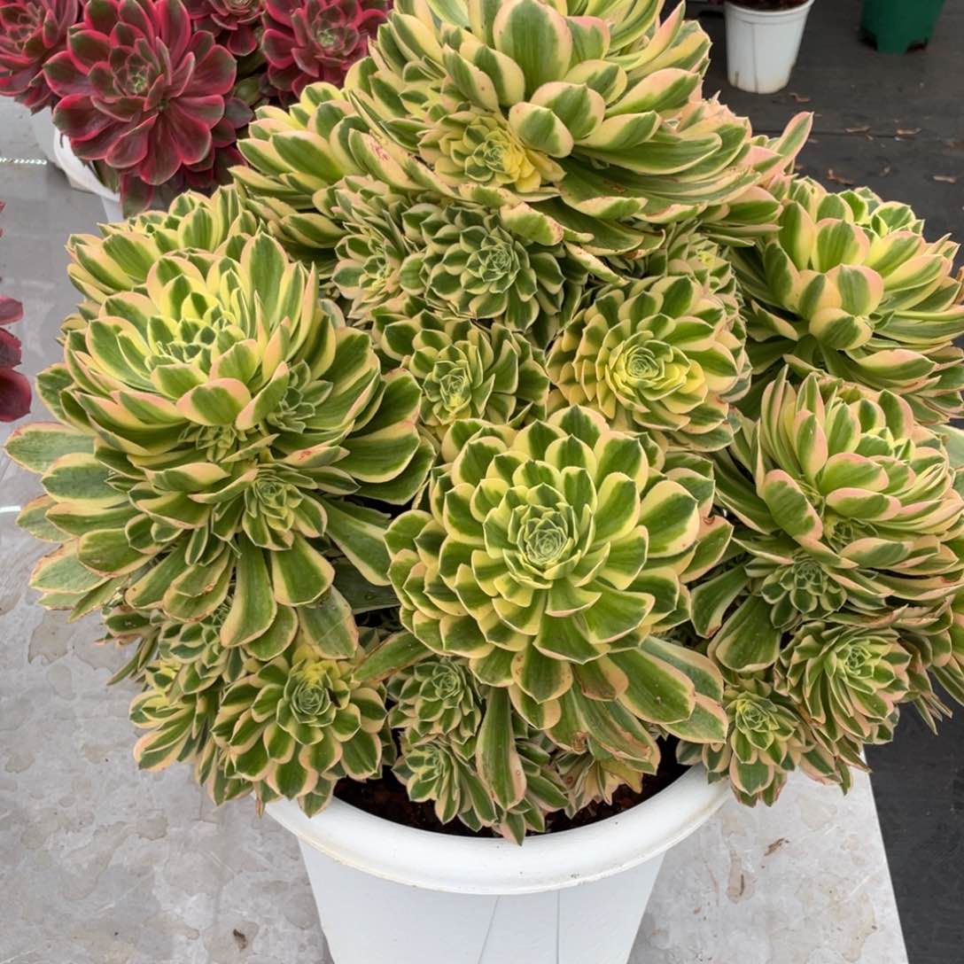 随*艳宁完美手捧