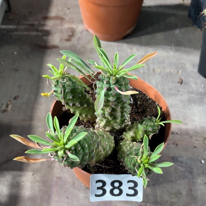 383铁甲麒麟多头