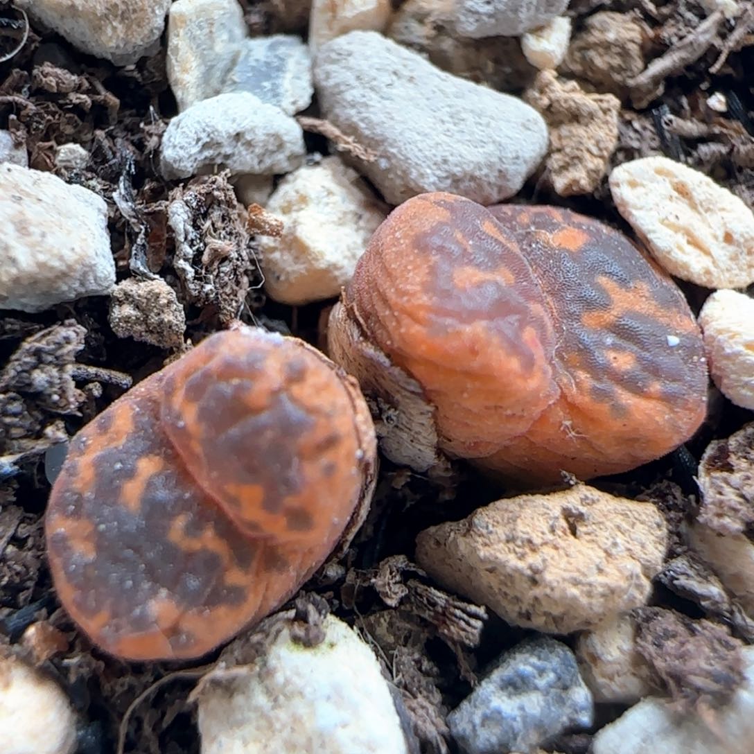 1385/橙子帕迪/尺寸不大