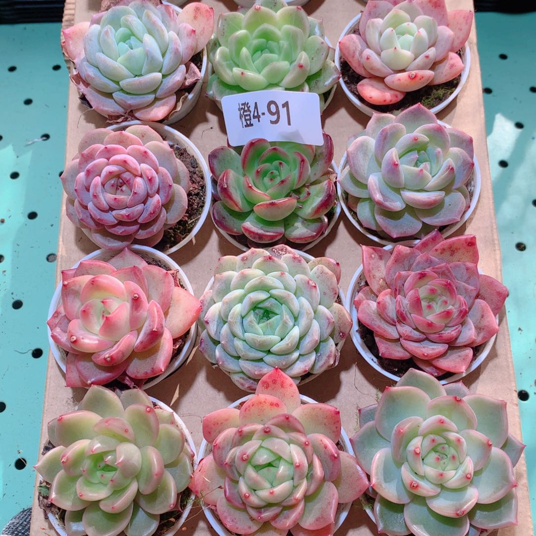 4-91一物一拍多肉带盆18颗