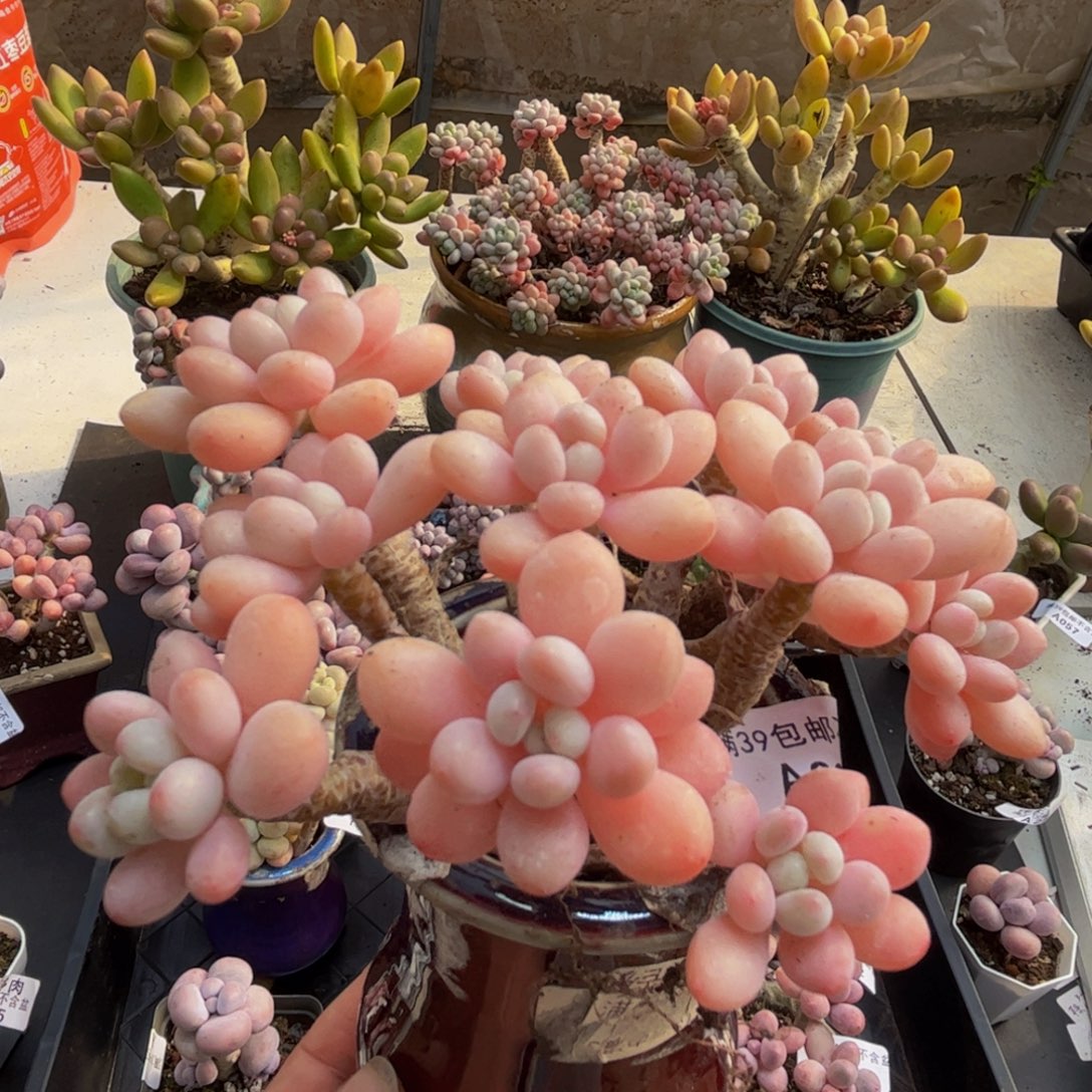 025/8cm鱼子酱多肉植物