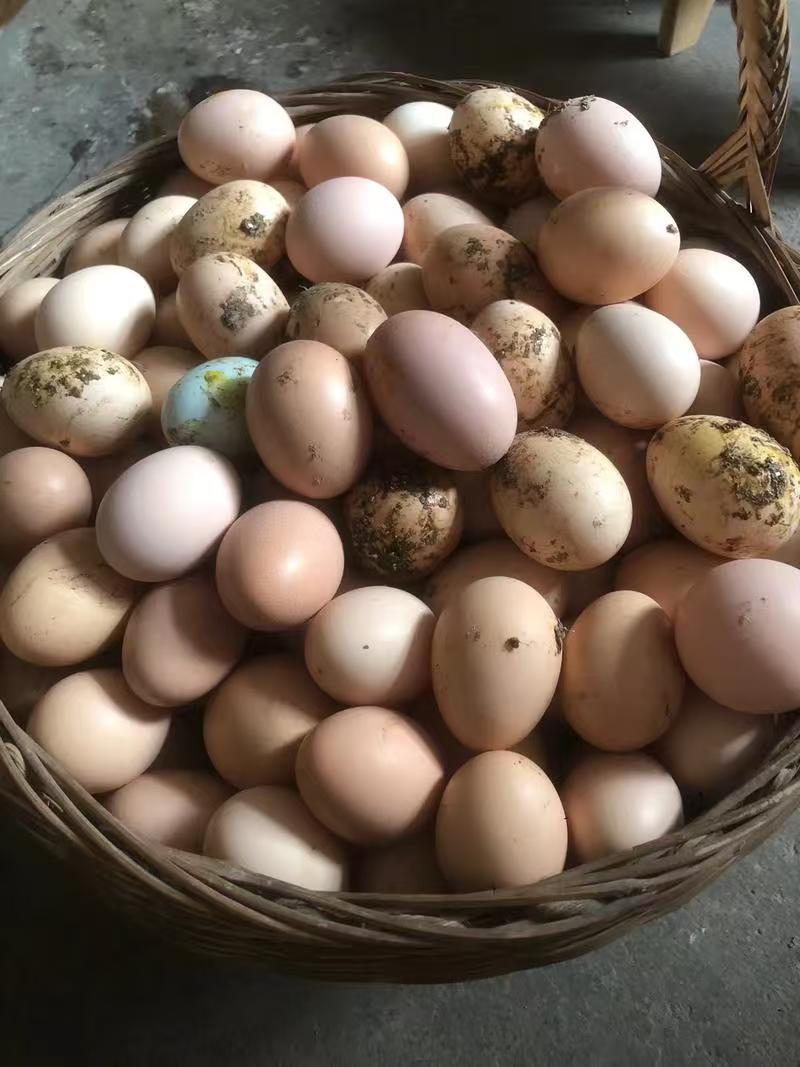 【顺丰包邮】正宗农家散养新鲜土鸡蛋山林纯五谷喂养