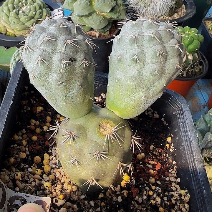 自根大型习志野060