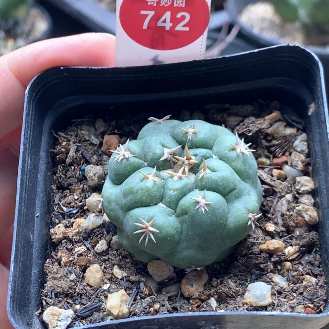 自根短豪刺象牙3.5cm