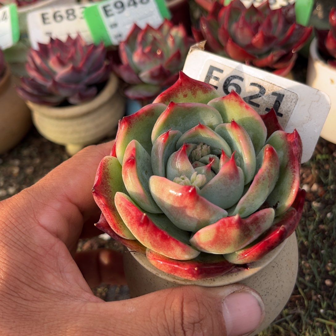 惊鸿一瞥621号多肉