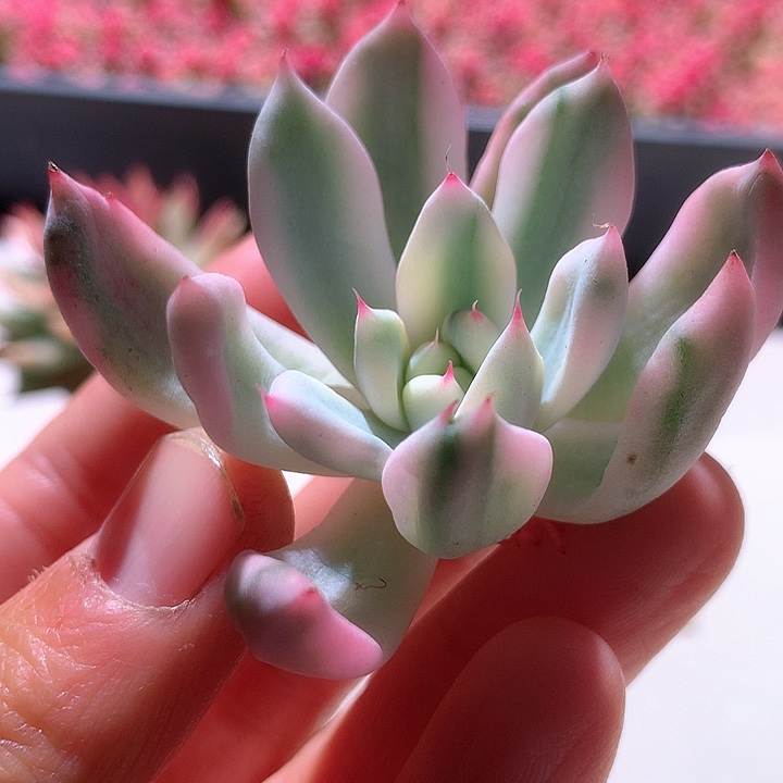 福娃白覆轮锦有根