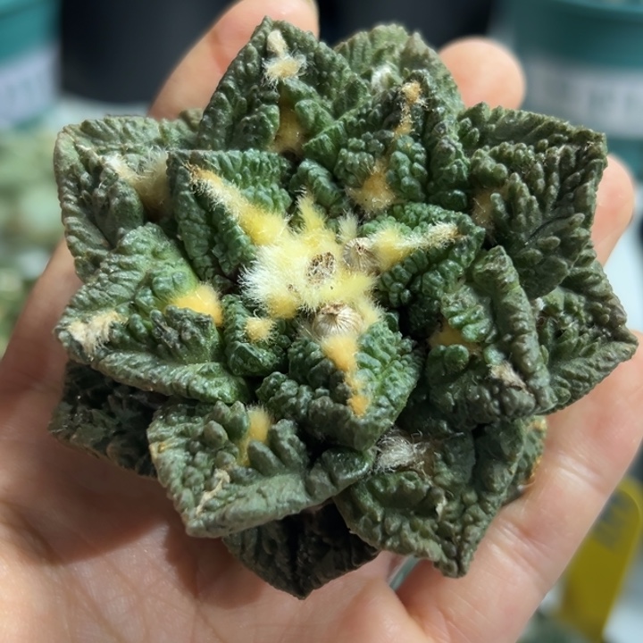 538无根 仙人球的故事