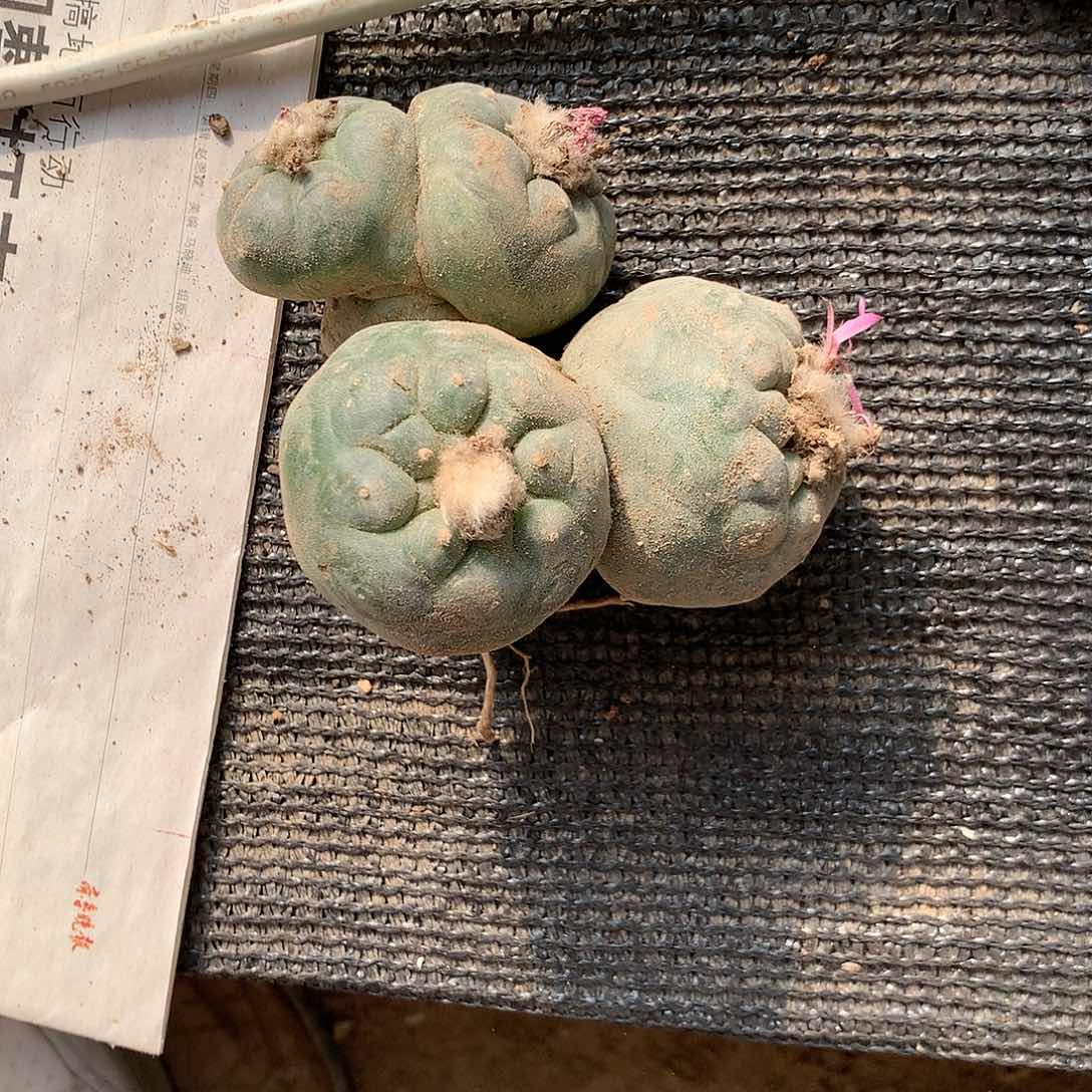 【闪购商品】一海鲜