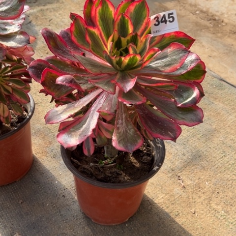 *****345魅影手捧多肉，