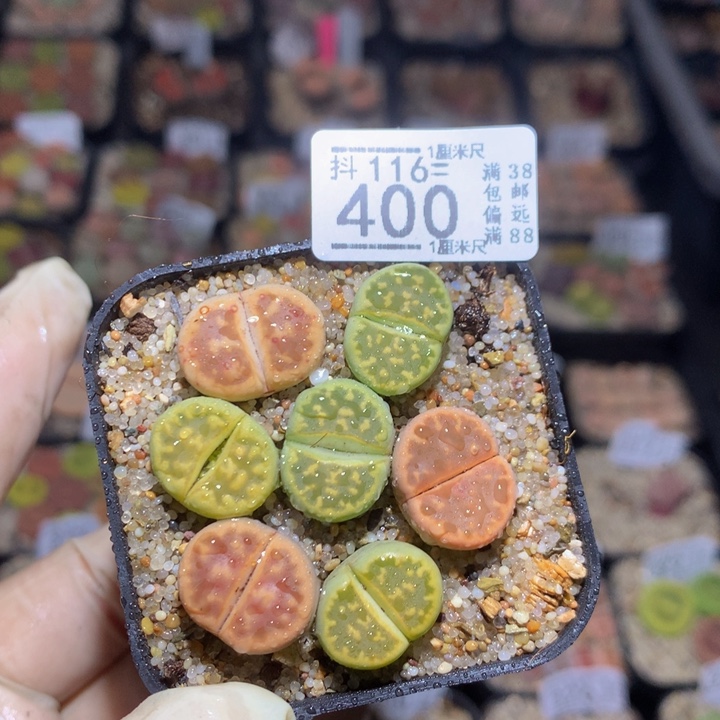 精品生石花116.400琥珀糖