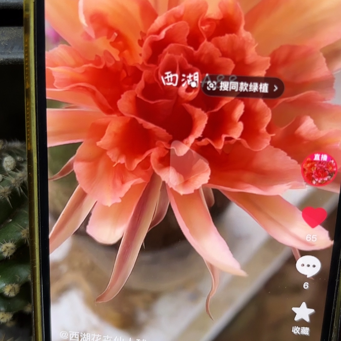 A88彩侧牙20包邮仙人球49