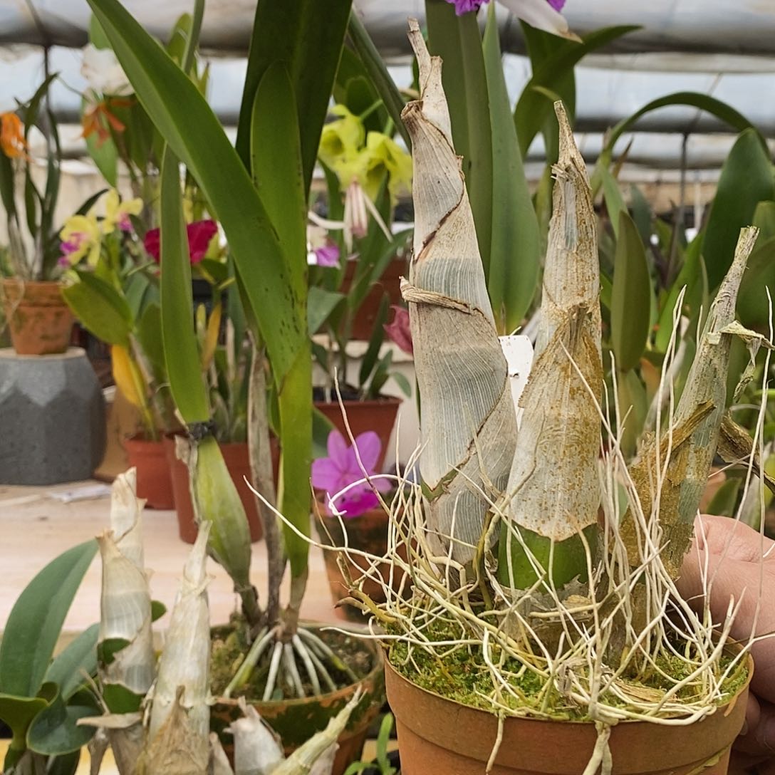 当前无花朵，栽培后可花朵华*虎黑瓢虫