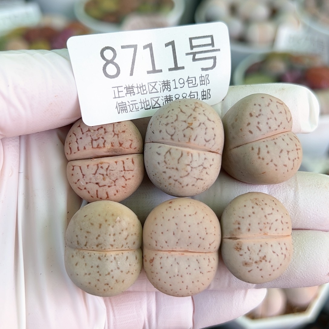 好养易活生石花大母本8711