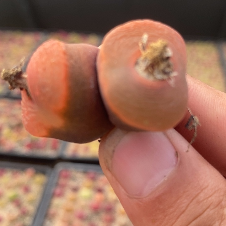 2368一颗一颗一颗