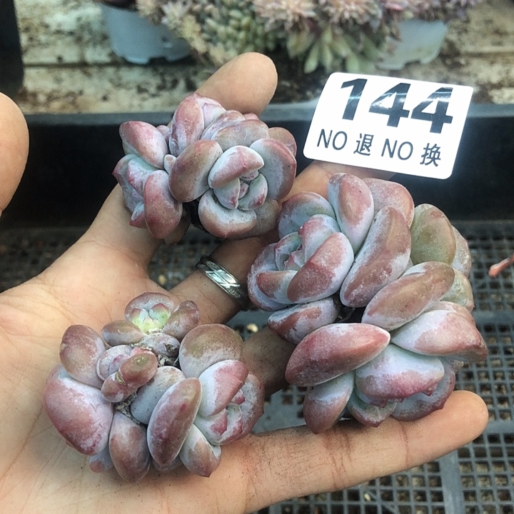 星影石榴籽福利出咯 144