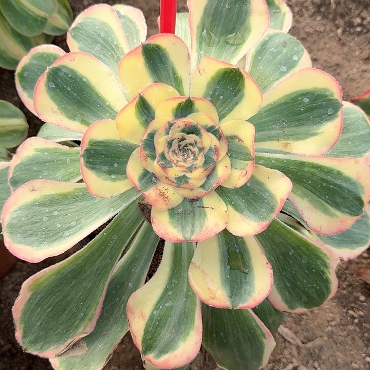 3-100王妃多肉法师