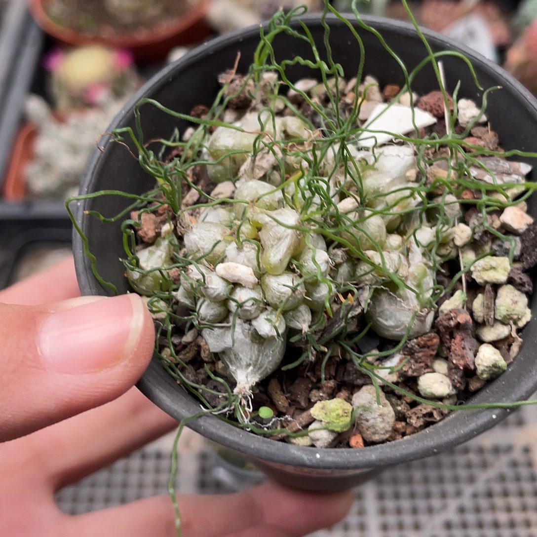 598泰迪大群海葱仙人球