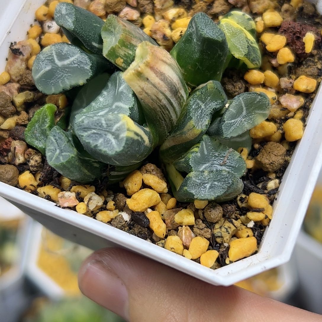 白妙实生锦群十二卷多肉植物