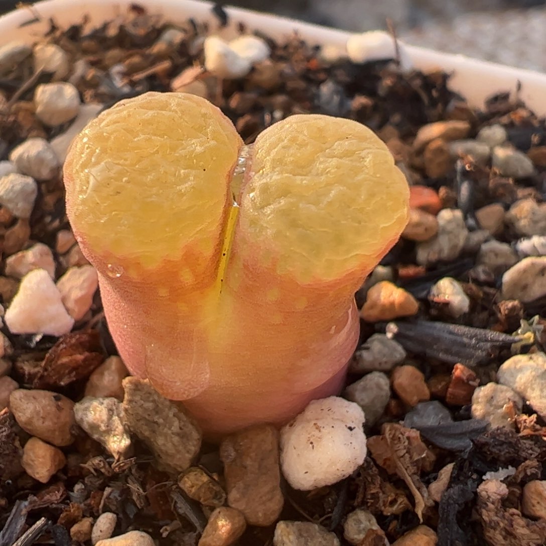 多肉植物百科698