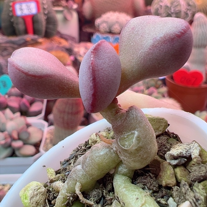 恭喜发财哈哈哈哈哈