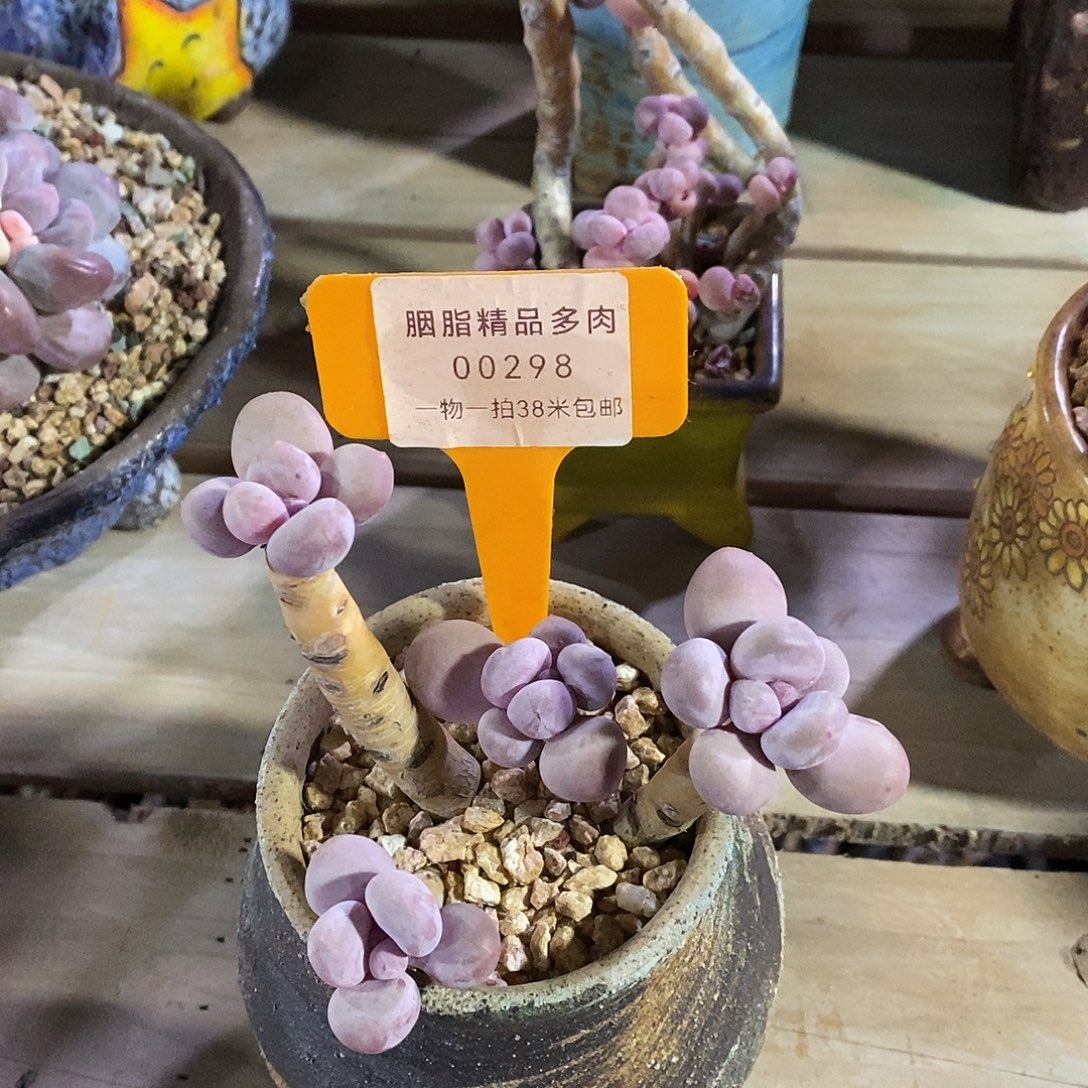 00298，璐璐v哦哦哦魔芋