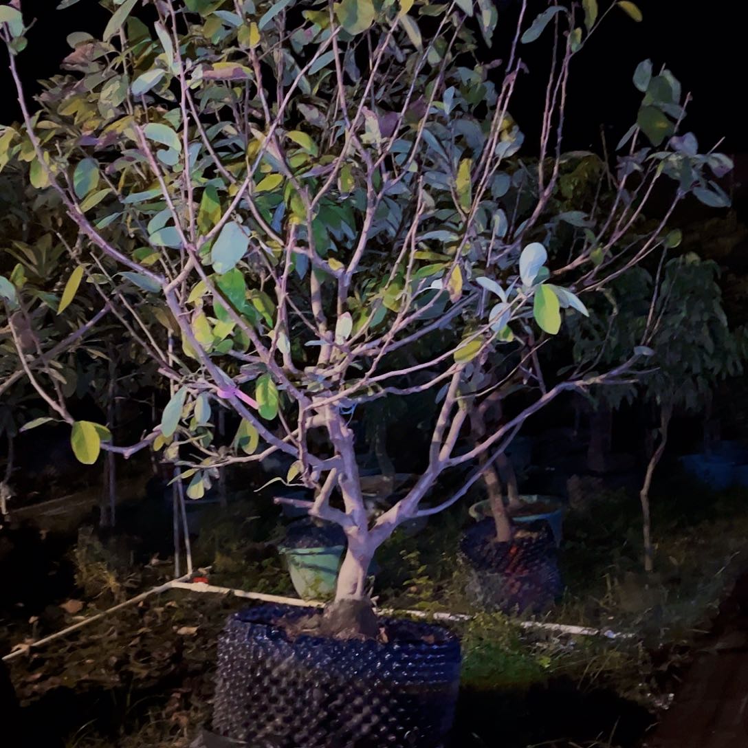 无花朵ddddddddfdffdf