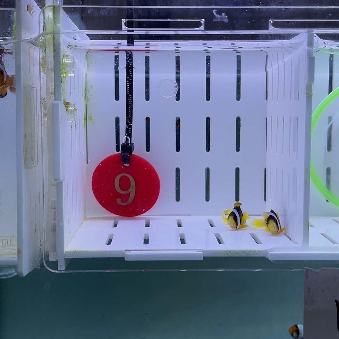 海水鱼人工金双待