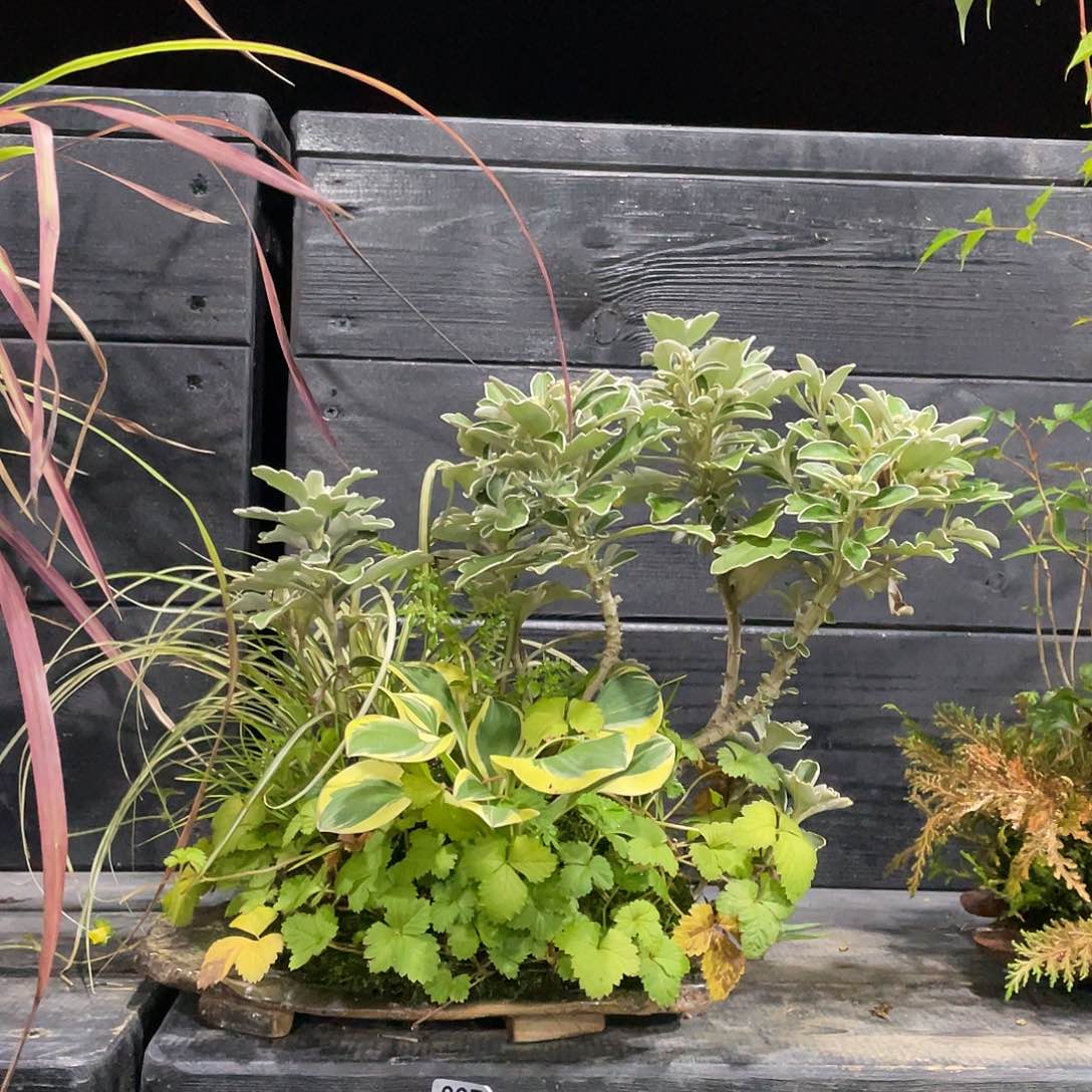无花朵日本山野草