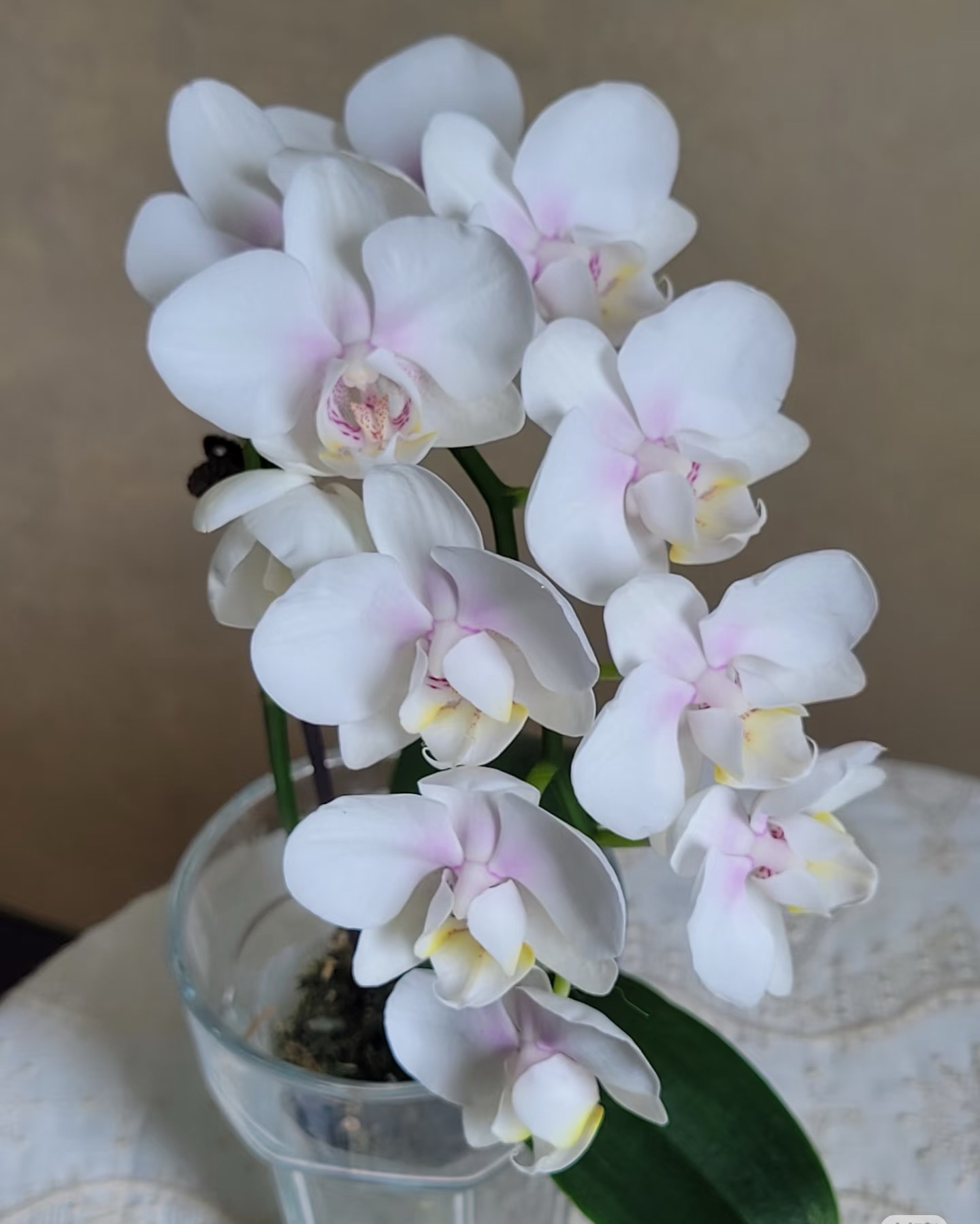 多花剑3.0大杯【白冰】蝴蝶兰梗苗纯白色系温柔纯净款稀有易活
