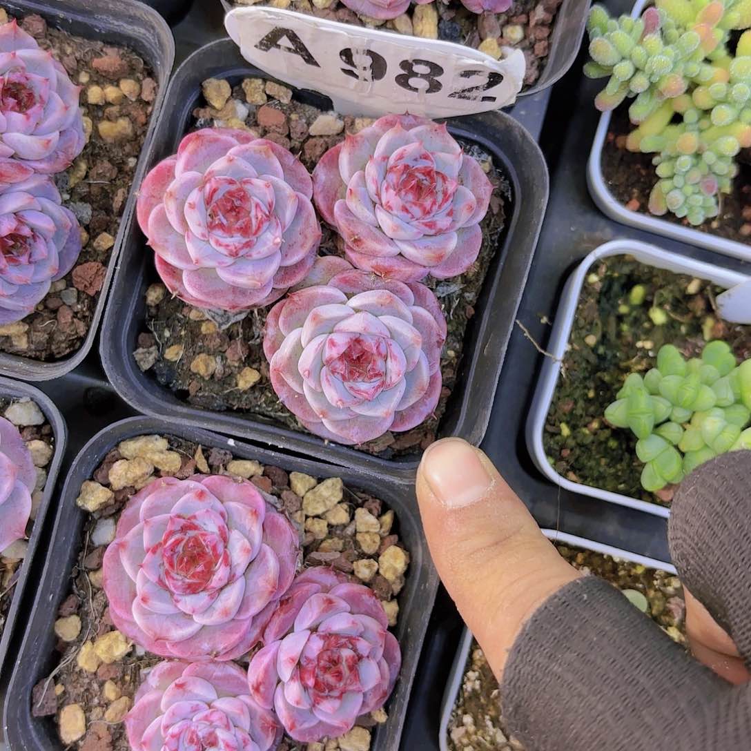 A982天鹅绒一物一拍