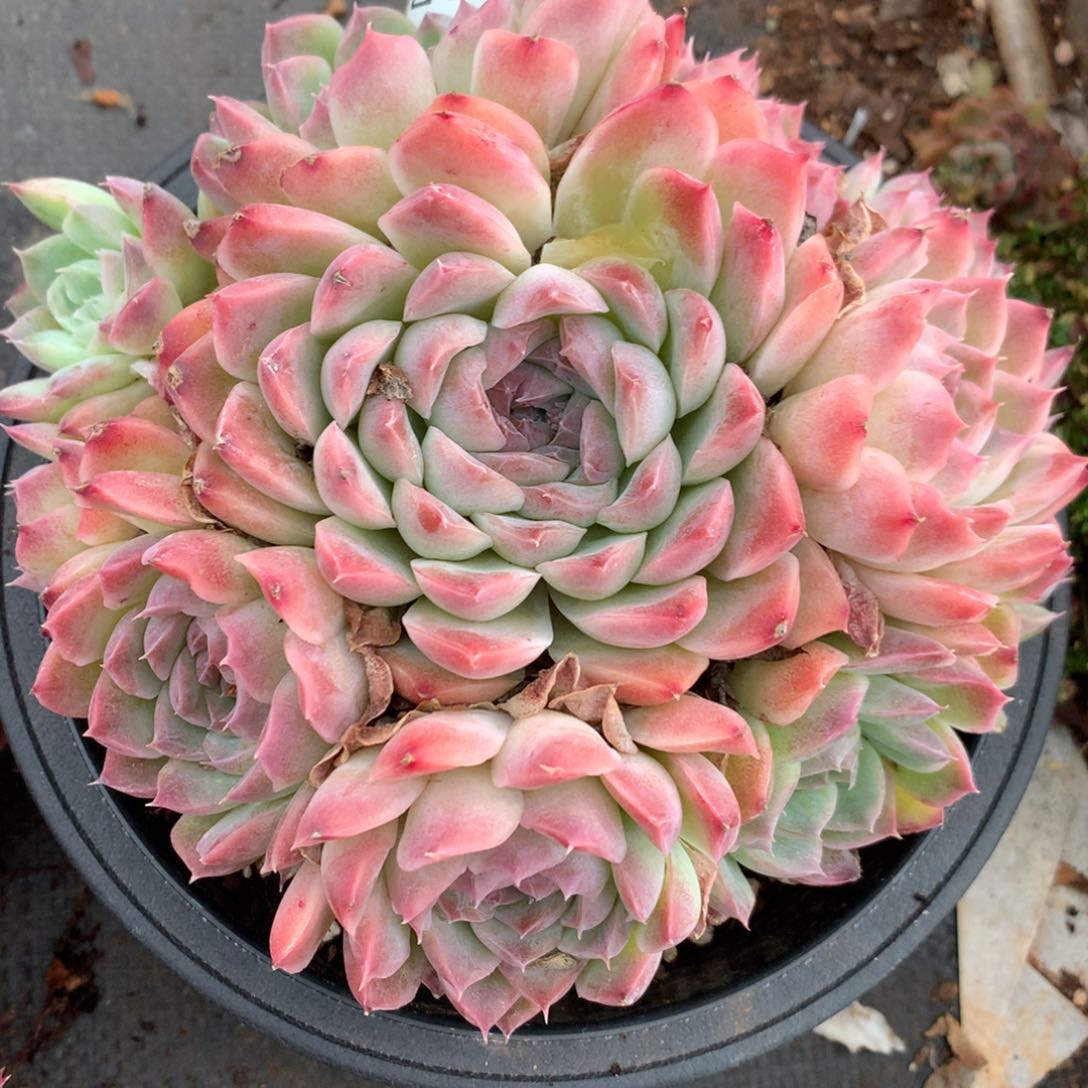 2974杂交多肉植物